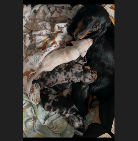 Dam — black and tan long-haired Dachshund nursing her litter