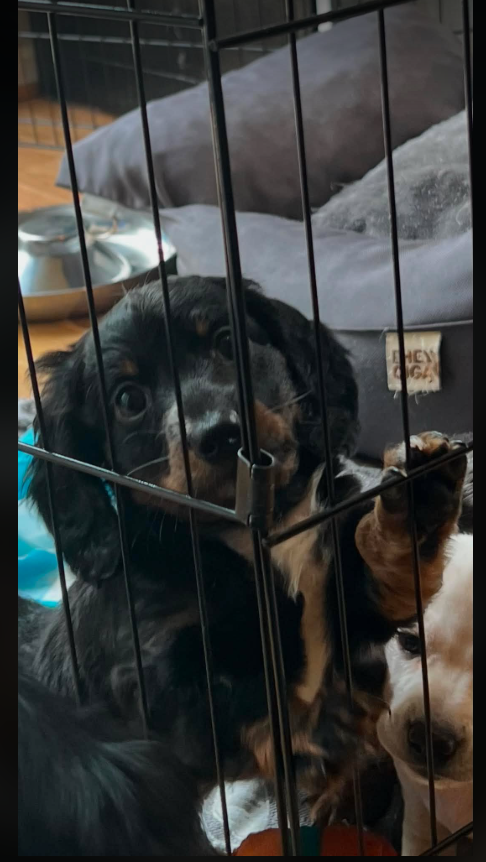 Rory — black and tan long-haired Dachshund puppy